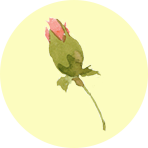つぼみ１