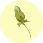 つぼみ３